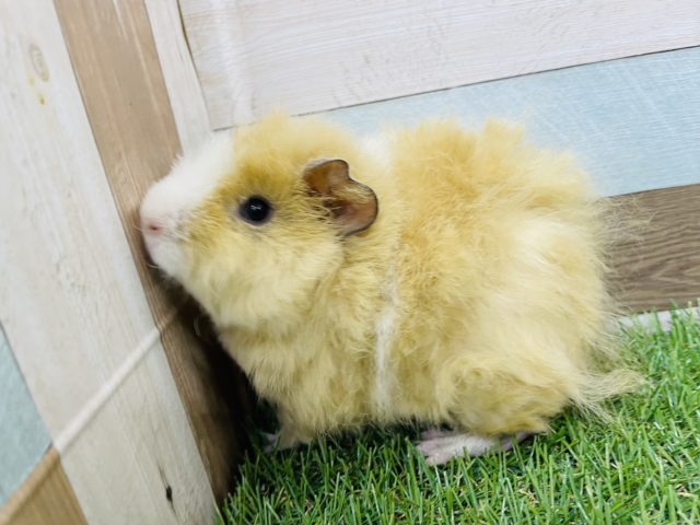 テディモルモット