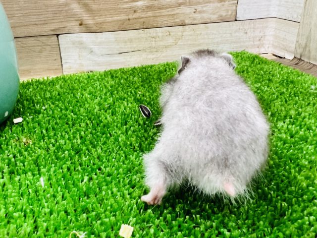 ゴールデンハムスター