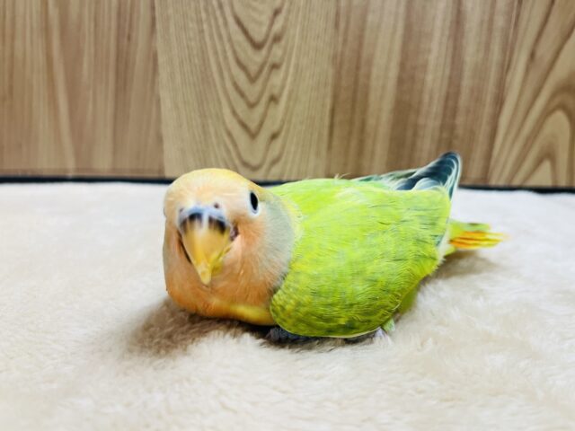 コザクラインコ（小桜インコ）
