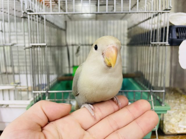 コザクラインコ（小桜インコ）