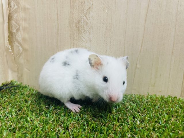 ゴールデンハムスター