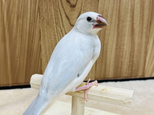 シルバー文鳥