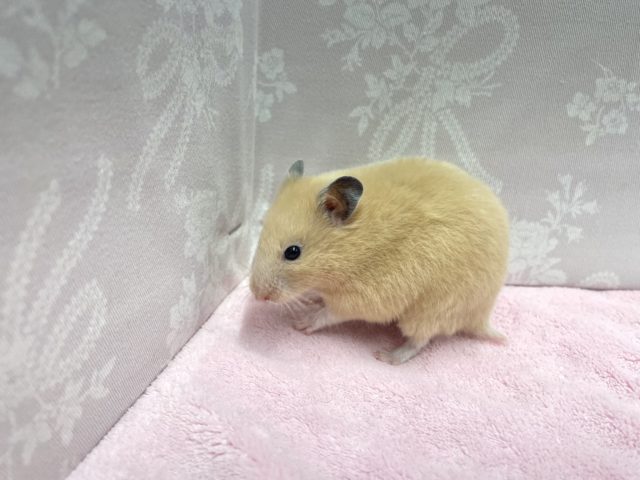 ゴールデンハムスター