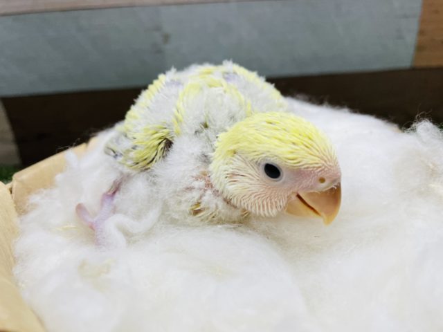 コザクラインコ（小桜インコ）