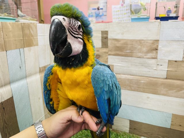 ルリコンゴウインコ