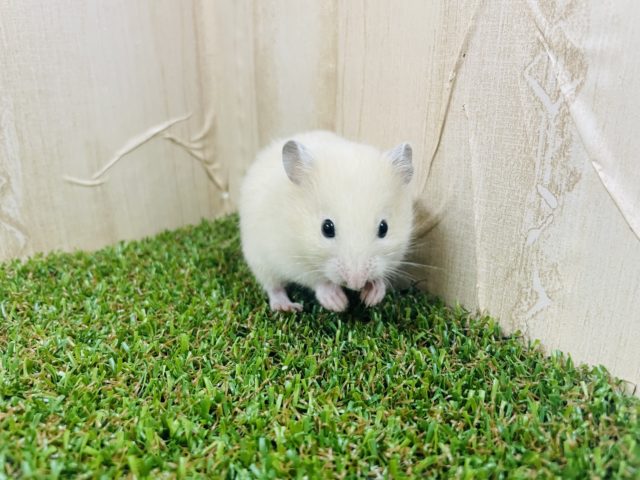 ゴールデンハムスター