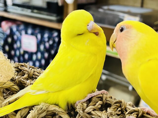 ジャンボセキセイインコ