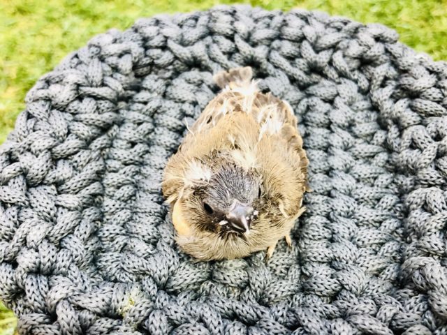 錦花鳥（キンカチョウ）