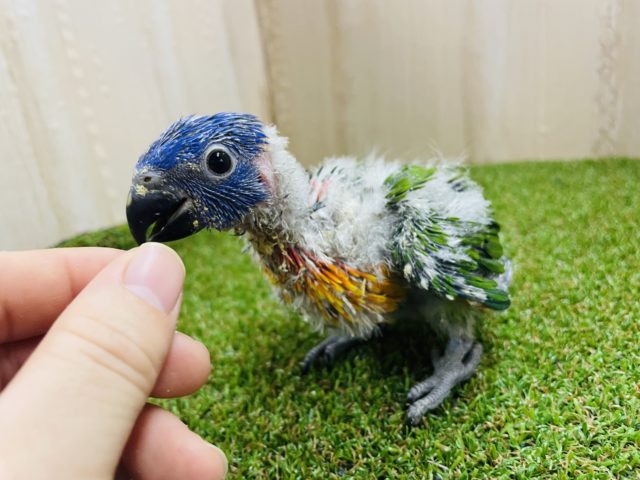 アカエリゴシキセイガイインコ