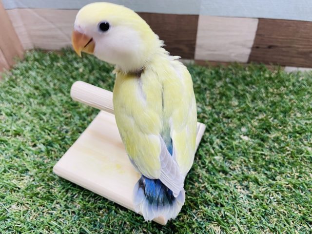 コザクラインコ（小桜インコ）