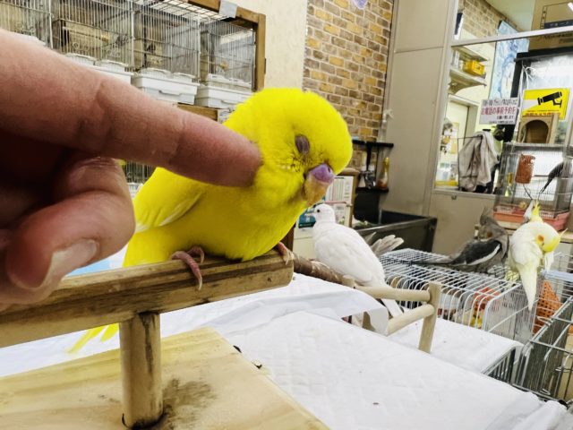 セキセイインコ