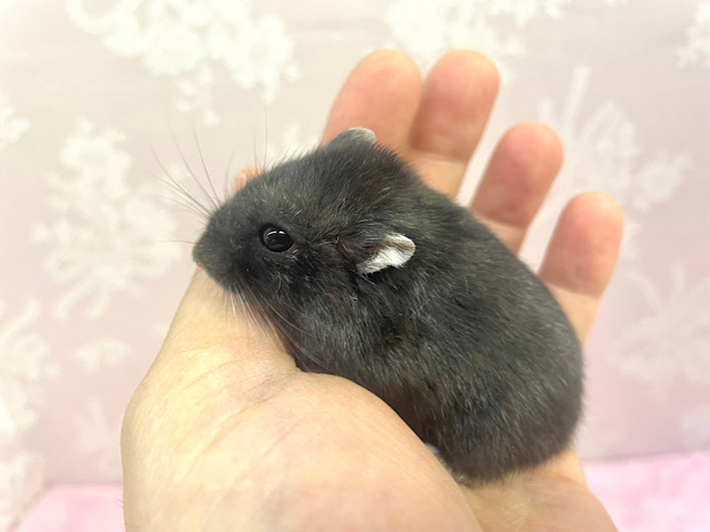 ドワーフハムスターの1種