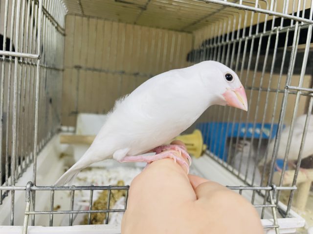 白文鳥