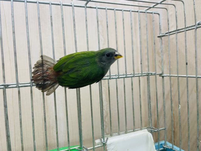 チモールセイコウチョウ