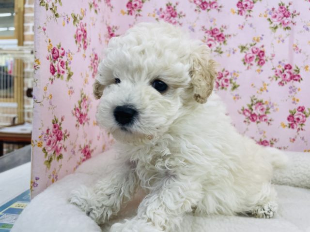 トイプードル