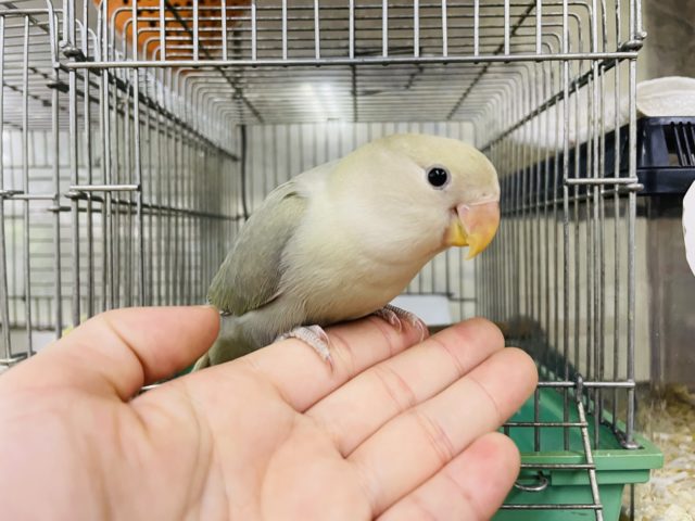 コザクラインコ（小桜インコ）