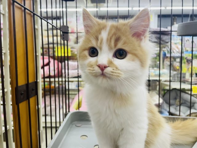 スコティッシュフォールド