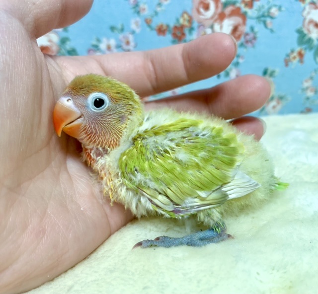 ヤマブキボタンインコ