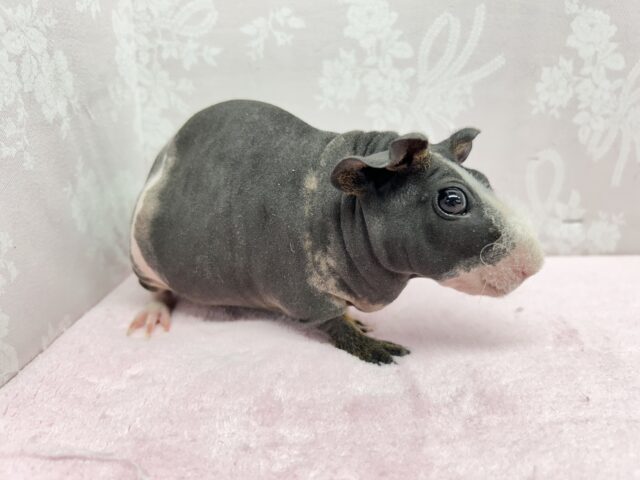 スキニーギニアピッグ