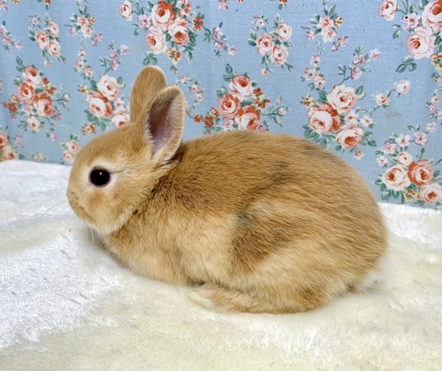 ネザーランドドワーフ