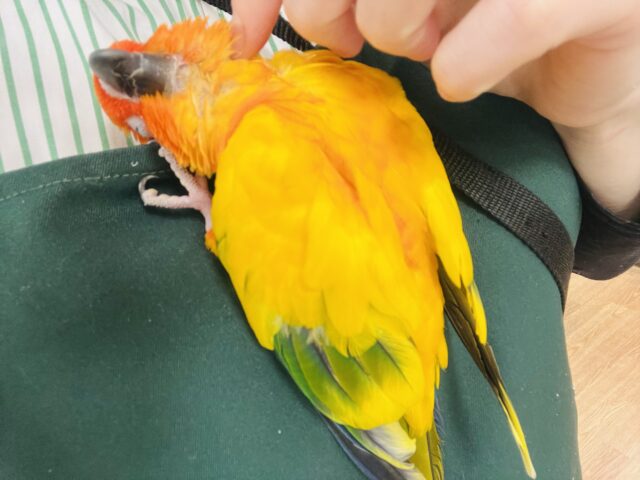 コガネメキシコインコ