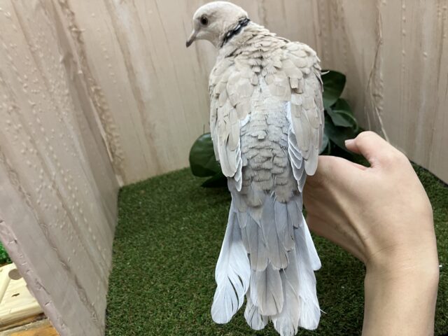 ジュズカケバト