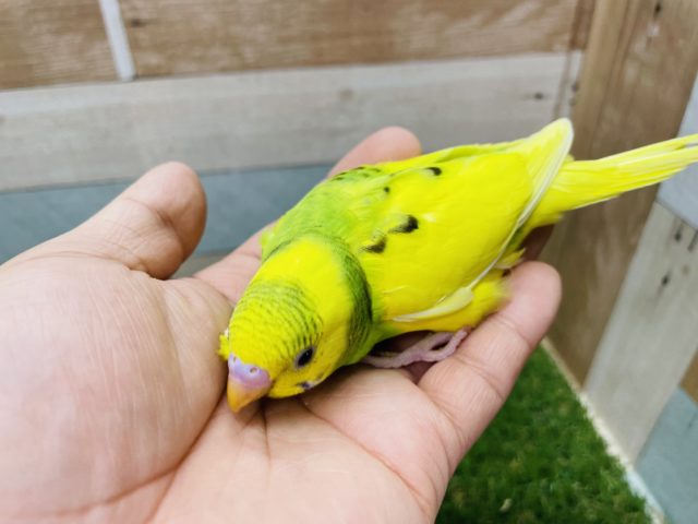 セキセイインコ