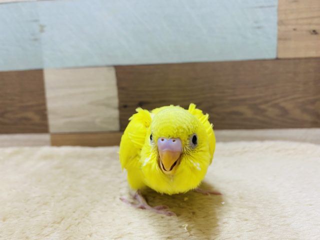 セキセイインコ