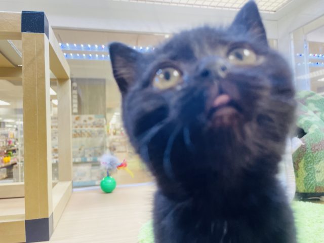 スコティッシュフォールド