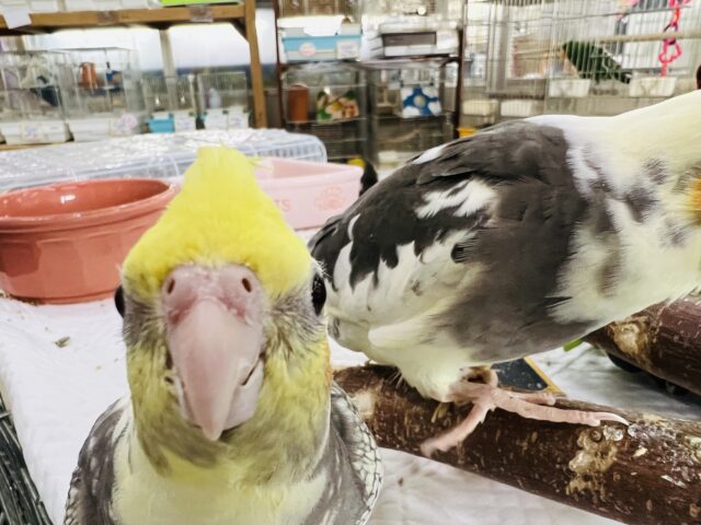 オカメインコ
