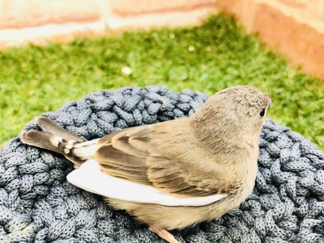 錦花鳥（キンカチョウ）