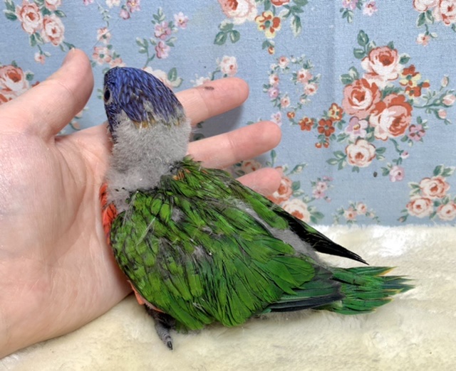 ゴシキセイガイインコ