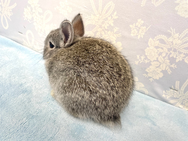 ネザーランドドワーフ