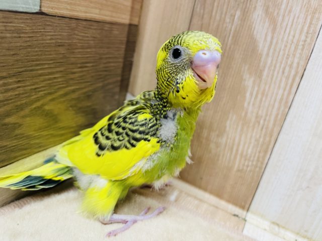 セキセイインコ