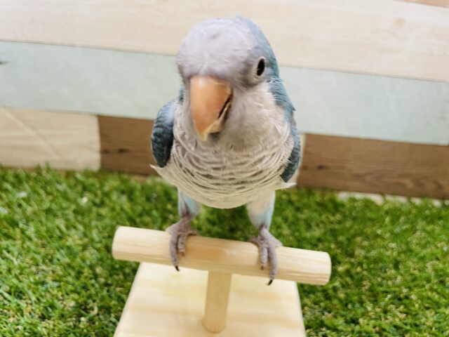 オキナインコ