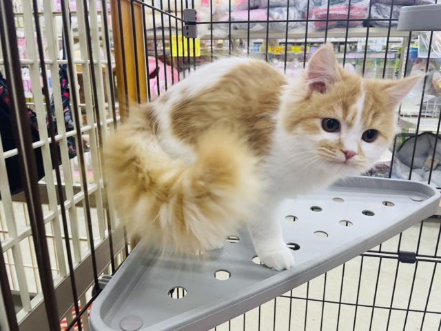 スコティッシュフォールド