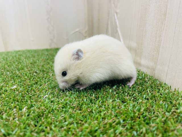 ゴールデンハムスター