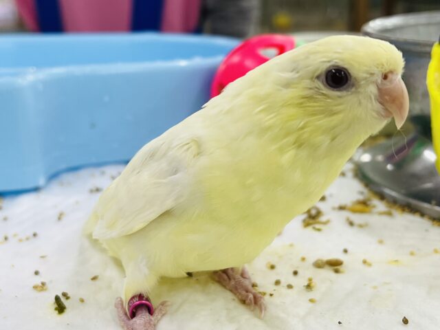 最新画像更新☆レアカラーだよ!クリームイノのサザナミインコ☆ サザナミインコ