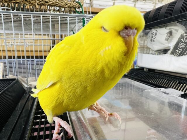 ジャンボセキセイインコ