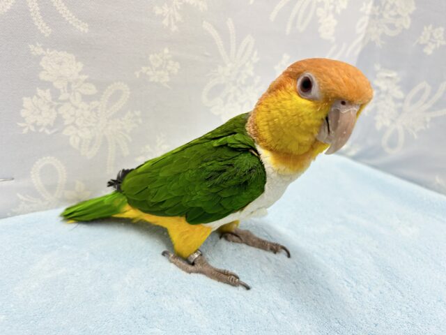 シロハラインコ
