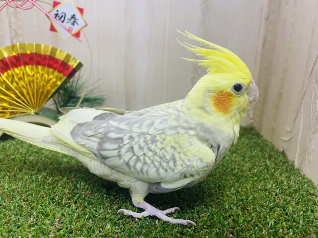 オカメインコ