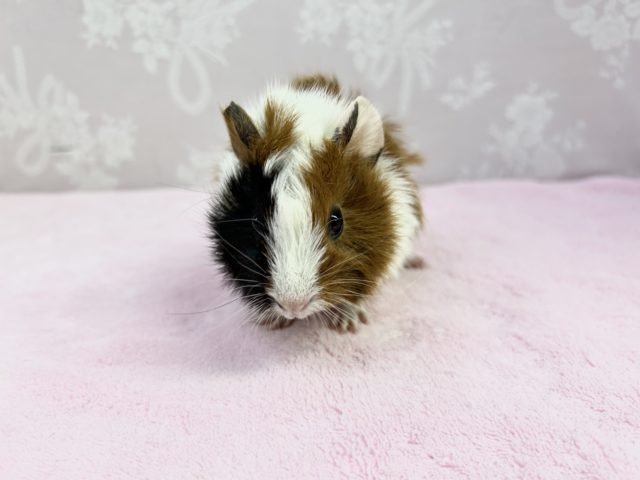 アビシニアンモルモット