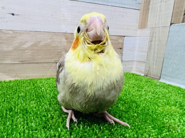 オカメインコ