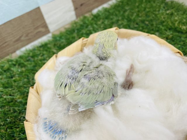 コザクラインコ（小桜インコ）
