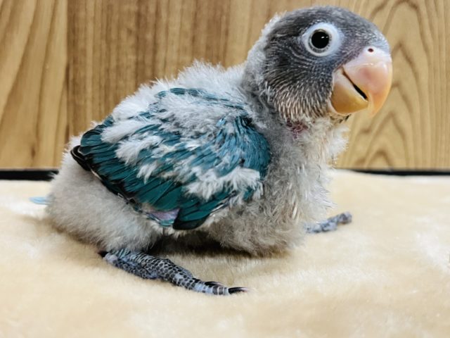 ボタンインコ