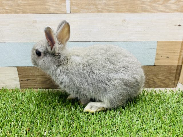 ネザーランドドワーフ