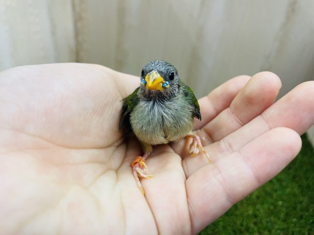 チモールセイコウチョウ