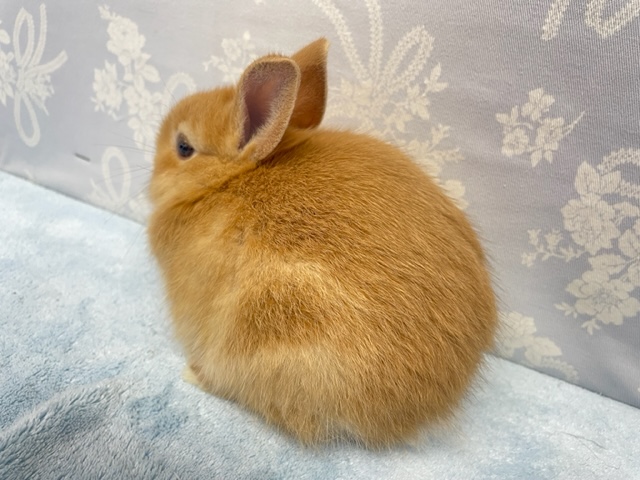 ネザーランドドワーフ