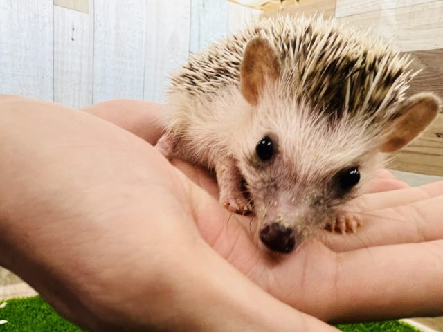 ハリネズミ（ヨツユビハリネズミ）