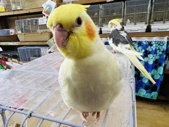 オカメインコ